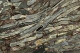 Polished Fossil Teredo (Shipworm Bored) Wood - England #240735-1